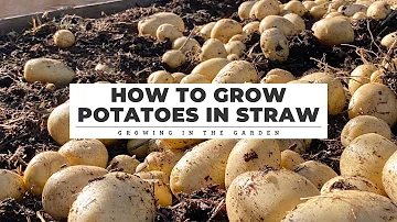 How to Grow POTATOES in STRAW: Growing in the Garden