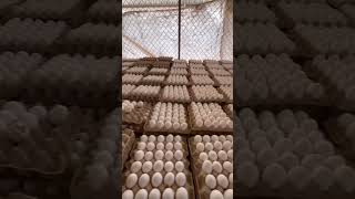 Cómo se ve 57,000 huevos ? 🐓🐣 #chicken #huevos #farm