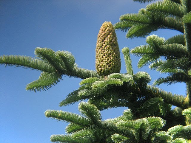 noble fir needles