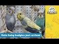Adorable Baby Budgies | Victorian Bird Co Ferntree Gully