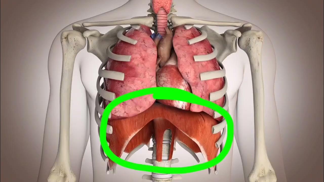 Грудобрюшная диафрагма анатомия. Диафрагмальные органы. Грудобрюшная диафрагма анатомия. Легкие и диафрагма. Диафрагма анатомия.