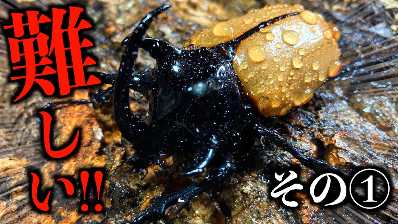 これは難しい⁉トリケラトプスのようなカブトムシを産卵させる！ ①