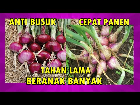 Video: 6 Cara Menjadi Pemilik Anjing yang Baik