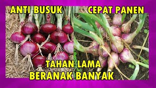 PANDUAN LENGKAP CARA MENANAM BAWANG MERAH DI POT 2 BULAN PANEN | HOW TO GROW SHALLOTS AT HOME EASILY