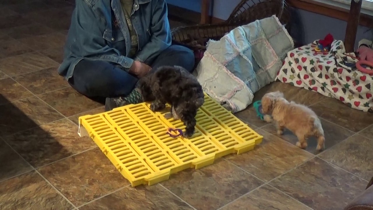 Chip and Vixen cockapoo pups at play doodle معنى