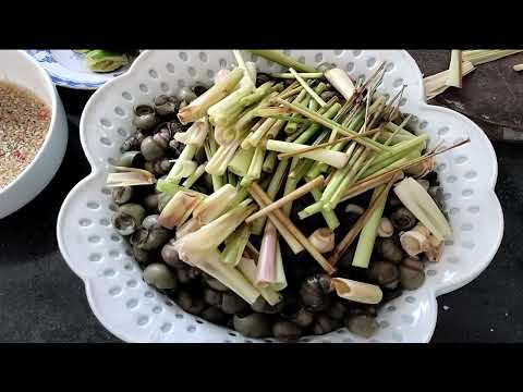 Ốc Gạo luột