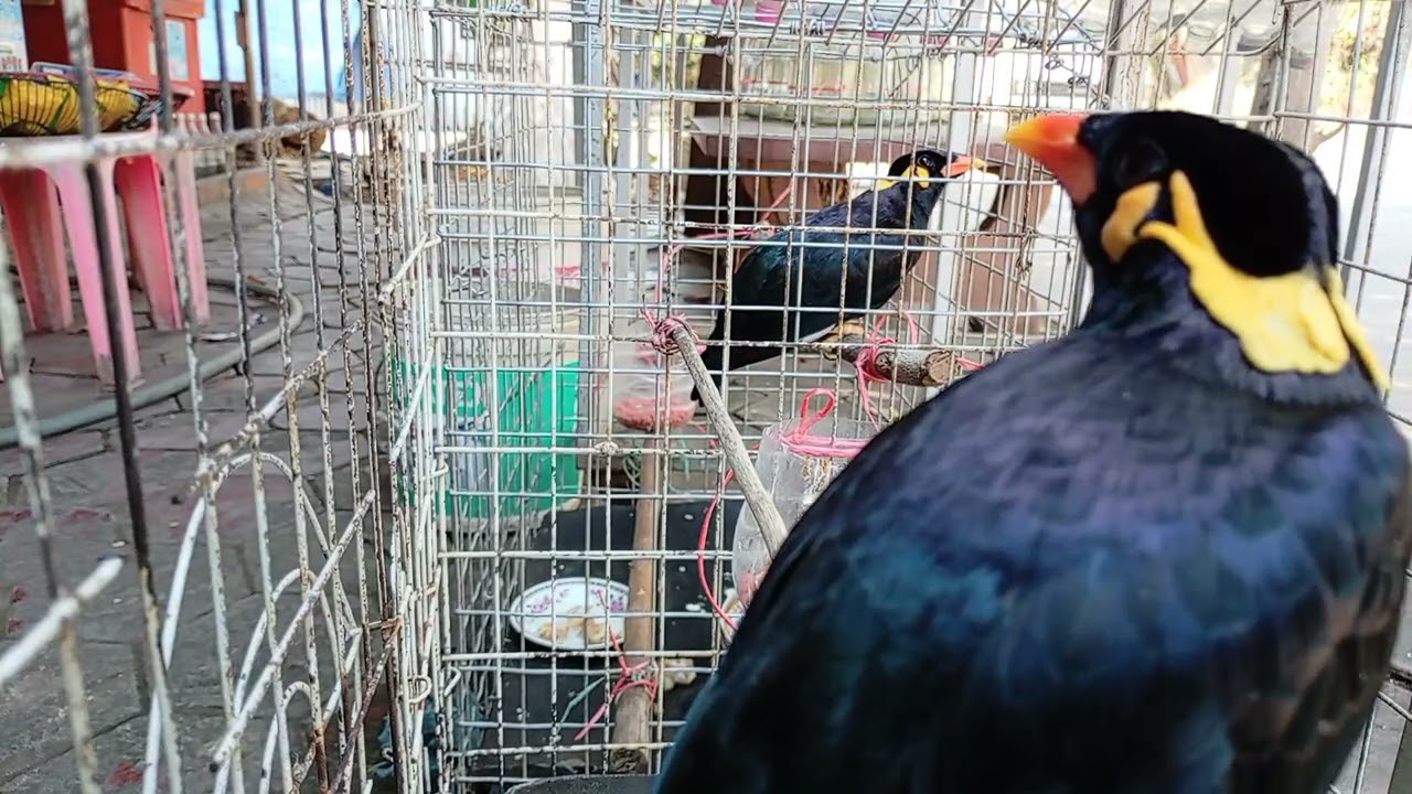 Sarika​ keo​ voung,​birds,​clip9​ full part2, #birds,#pet,#talkingbirds,#animals,#funny,#animalshome