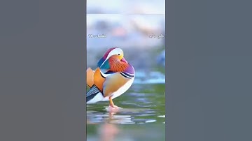 هَذَا خَلْقُ اللهِ… … … من سورة لقمان- آية (11)