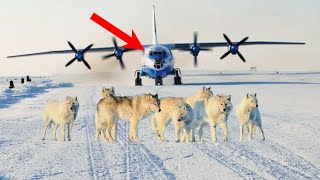 Волки перекрыли взлетную полосу самолета, они звали на помощь!