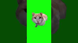 Cat Eating Then Looking Up | Mr. Fresh | Green Screen