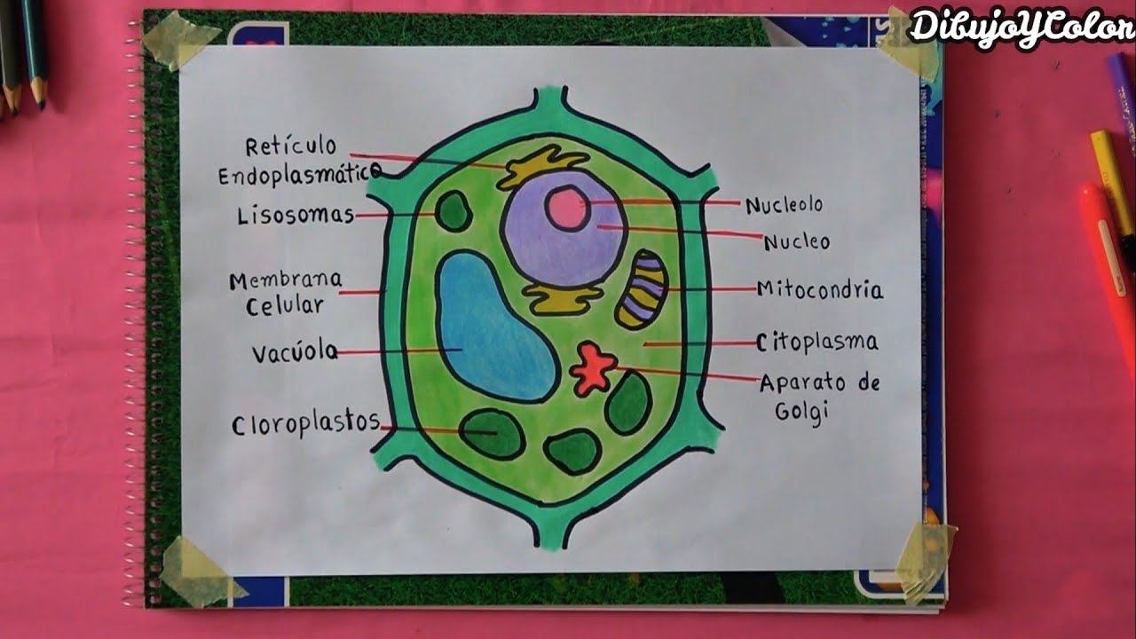 como dibujar la Célula vegetal / DibujoYColor - YouTube
