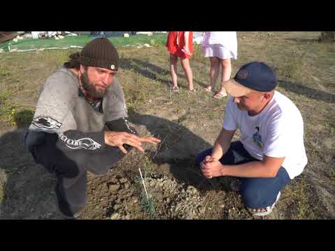 Гигантские секвойи из Калифорнии попробуют прижиться в России | Новости с колёс №471