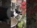 This is male rabbit eating 😉 #pet #bunny #shortvideo