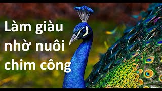 Nhờ nuôi chim công nhiều người làm giàu dễ dàng nhanh chóng