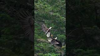 Eagles Lock Talons and Crash In the Trees