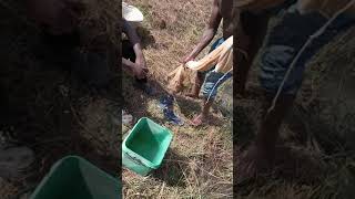 La Pêche Des Poissons Délevage. Investir Dans La Pisciculture Et Devenir Riche