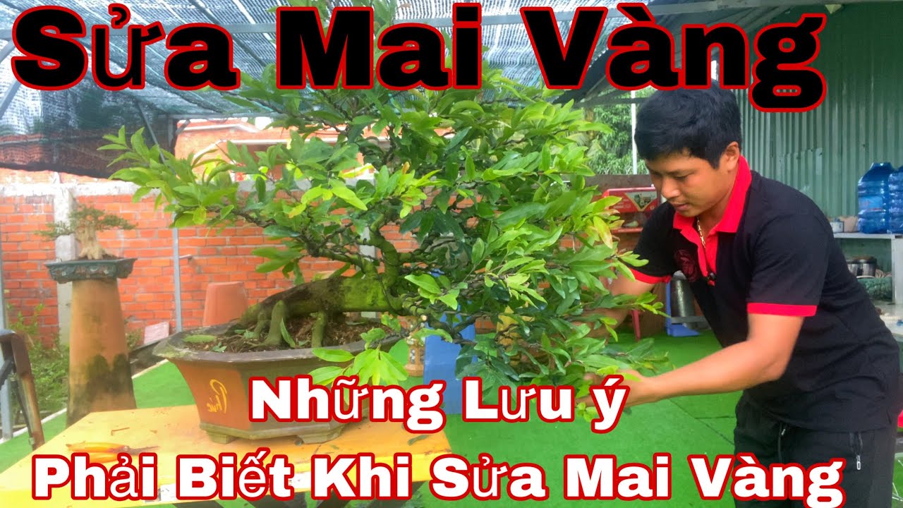 sửa mai vàng chơi tết - những lưu ý cần biết khi chỉnh sửa mai vàng