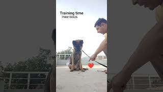 dog training#🐕#video#share#viral#subscribe#contact#7988150626