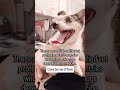 The Senior Dog Veterinary Society started because three vets looked at the state of senior dog care