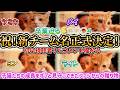 【重大発表】絶望の猫風邪を乗り越えて…全員1キロ突破の奇跡！皆様のアイデアから生まれた新しいチーム名を大発表スペシャル
