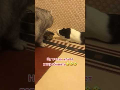Дай попробовать что ты ешь | funny animals #shorts