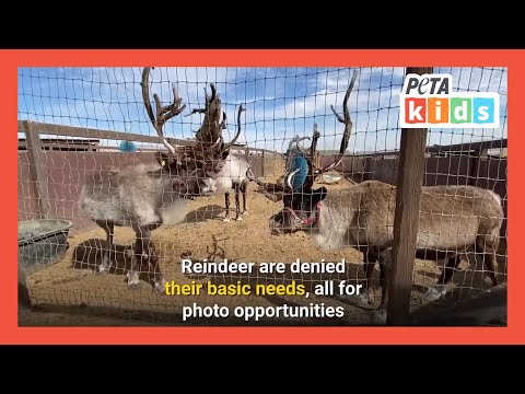 Reindeer Aren’t Christmas Props! | Kids Videos| Animal Videos | @PETAKids