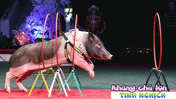 Xiếc- Những Chú Lợn Tinh Nghịch| Circus- Mischievous Pigs | Trúc xanh TV