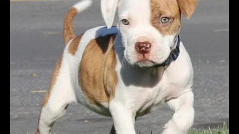 Como saber o tipo do meu Pitbull?