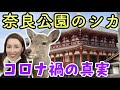 【奈良公園のシカが激やせ？】本当かウソか調べに行ってみた