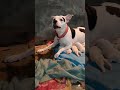 Female dog 🐕 #youtubeshorts #feeding their babies