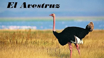 Quantos avestruz existem?