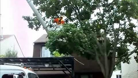 Cutting Down The Old Maple Tree