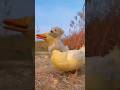 Momen indah persahabatan anak anjing dan bebek,goodfriend #funny #animals #duck ##puppy