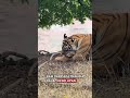 3 FAKTA UNIK HARIMAU #faktaunik#harimau