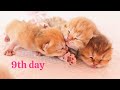 The first little games of newborn kittens 🥰 9th day after birth