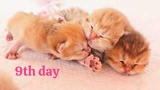 Les premiers petits jeux des chatons nouveau-nés 🥰 9ème jour après la naissance screenshot 2