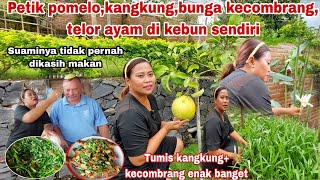 SUAMINYA TIDAK PERNAH DIKASIH MAKAN ‼️Petik jeruk Bali,kangkung,telor ayam kampung& bunga kecombrang