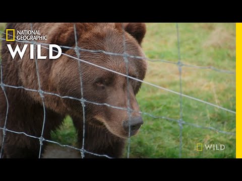 3 Brown Bears Get Vaccinated | Dr. Oakley: Yukon Vet