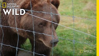 3 Brown Bears Get Vaccinated | Dr. Oakley: Yukon Vet