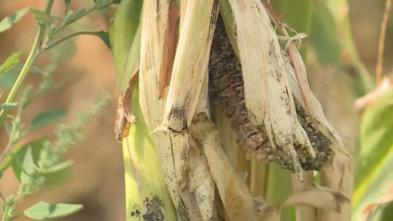 Federal loans now available for small businesses/non profits impacted by drought in 2025
