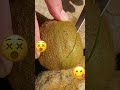 #kiwifruit #kiwi #fruit #yummy #healthy #fyp