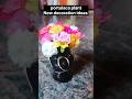 portulaca plant new decoration ideas #garden #gardening #plants