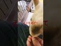 餌をあげたら逃げた！#うさぎ#うさぎのいる暮らし #shorts #short #shortvideo
