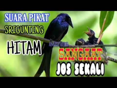 SUARA PIKAT SRIGUNTING HITAM JOOOOS SEKALII