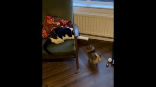 Ballymoney Rhubarb Dog and Percy Cat Play Fighting