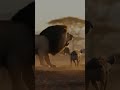 Buffalo Saves The Fallen King 😭| The Most Emotional Rescue In Nature #wildlife #rescue #usa #shorts
