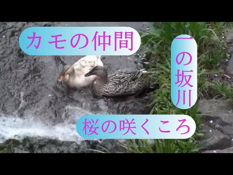 カモの仲間、一の坂川、山口市