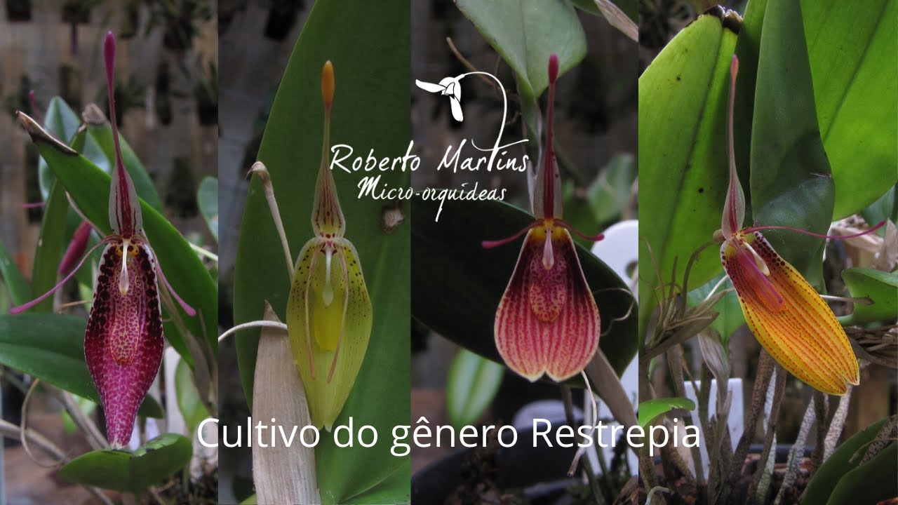 Cultivo do gênero Restrepia