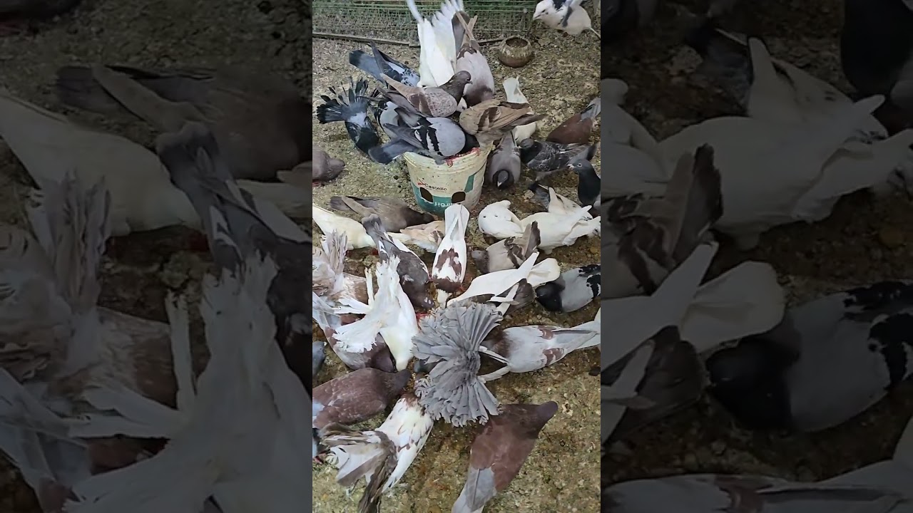 14 🕊️ February 2026 🕊️