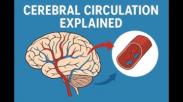 Cerebral Circulation Explained | Circle of Willis, Blood Flow & Regulation
